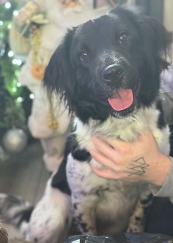 Springer Spaniel puppies for sale in Sunderland, Tyne and Wear – 1 year old