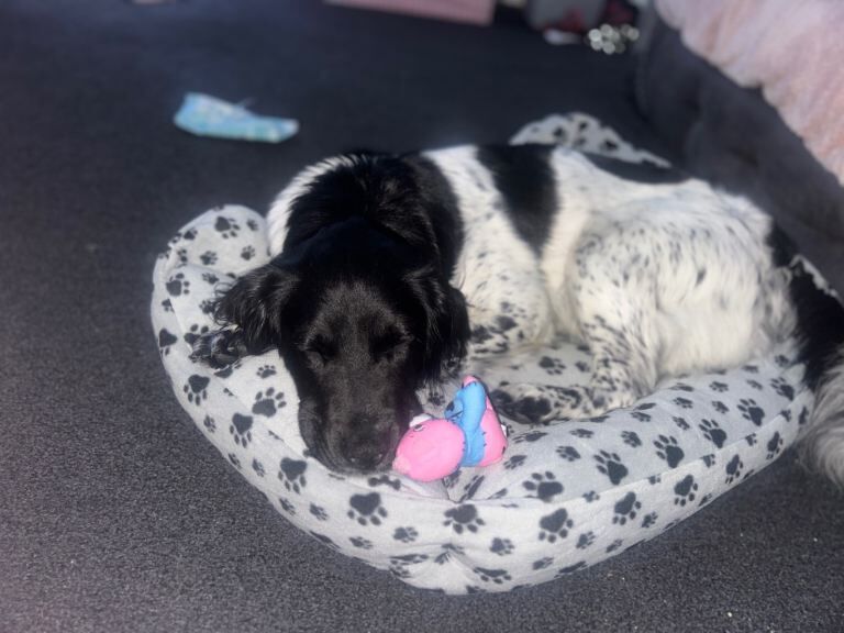 Springer Spaniel puppies for sale in Sunderland, Tyne and Wear – 1 year old - Image 2 of 2