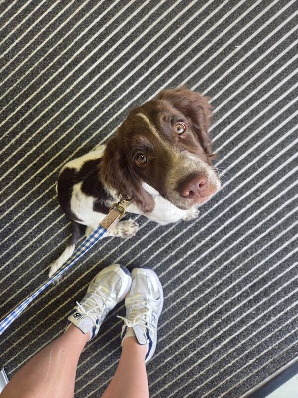 16 Week old springer spaniel puppy