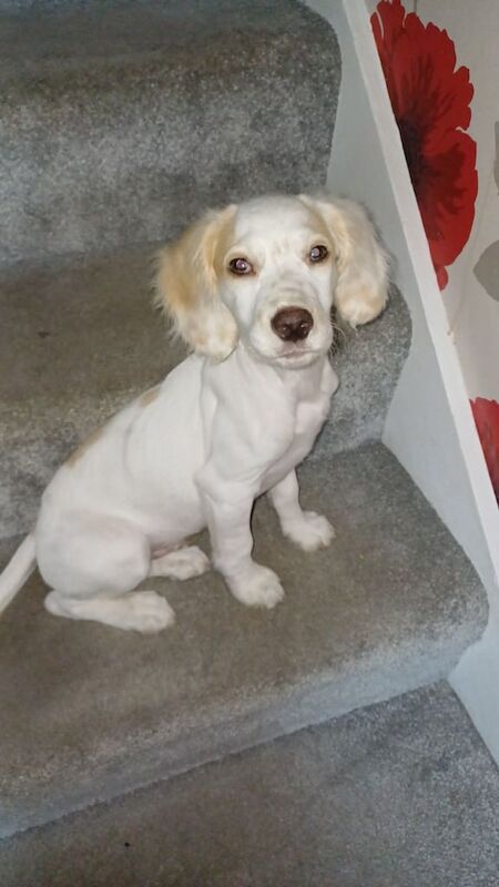Springer Spaniel puppies for sale in Tilbury, Essex – 4 months old