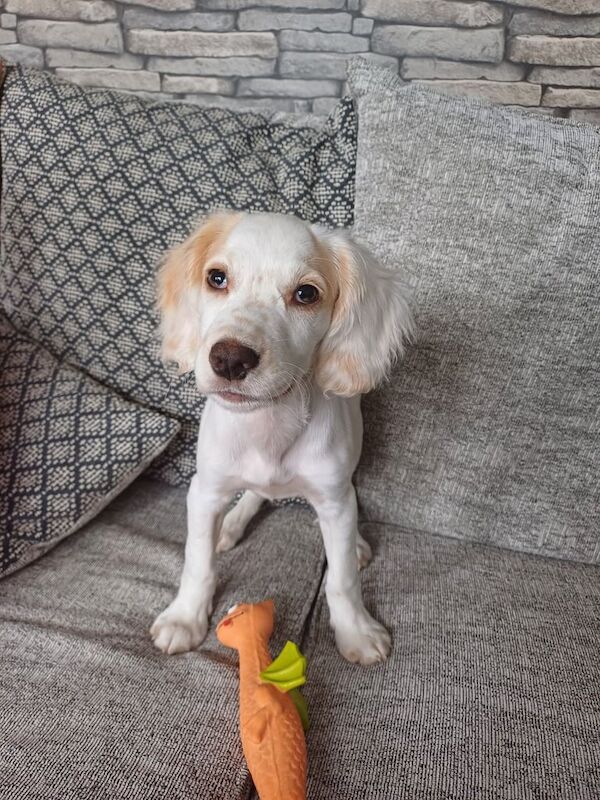 17 week old cream springer spaniel boy - Image 2 of 3