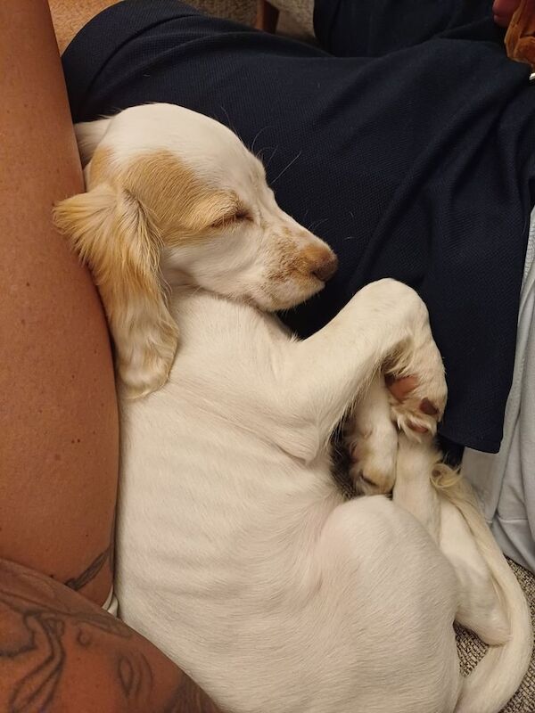17 week old cream springer spaniel boy - Image 3 of 3
