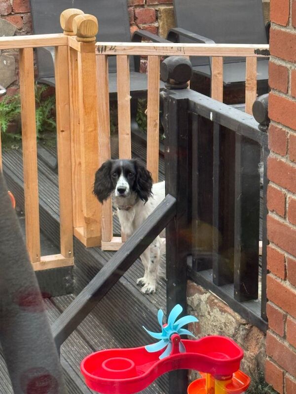 Springer Spaniel Puppies For Sale