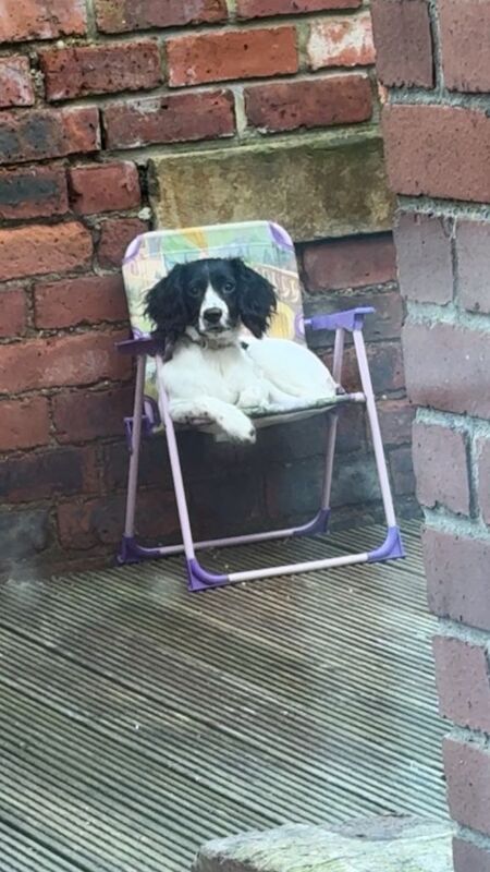 1y/o female spaniel - Image 2 of 3