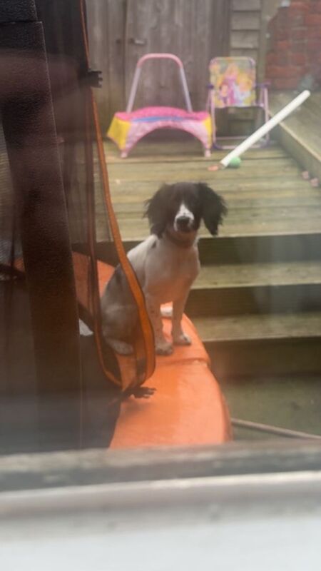 1y/o female spaniel - Image 3 of 3