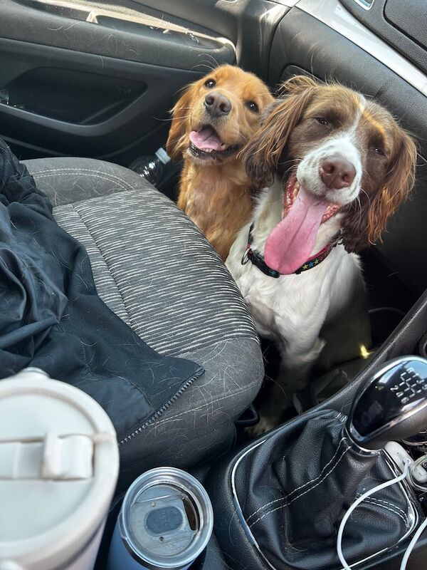 Springer Spaniel puppies for sale in Merthyr Tydfil / Merthyr Tudful, Mid Glamorgan – 3 years old