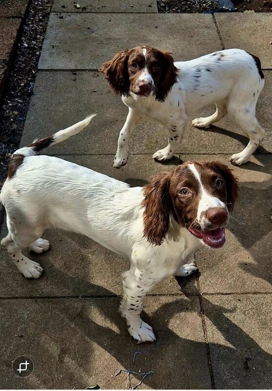 Springer Spaniel puppies for sale in Cardenden, Fife – KC registered, 6 months old