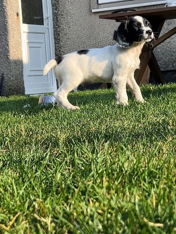 2 english springer spaniel boys for sale!!