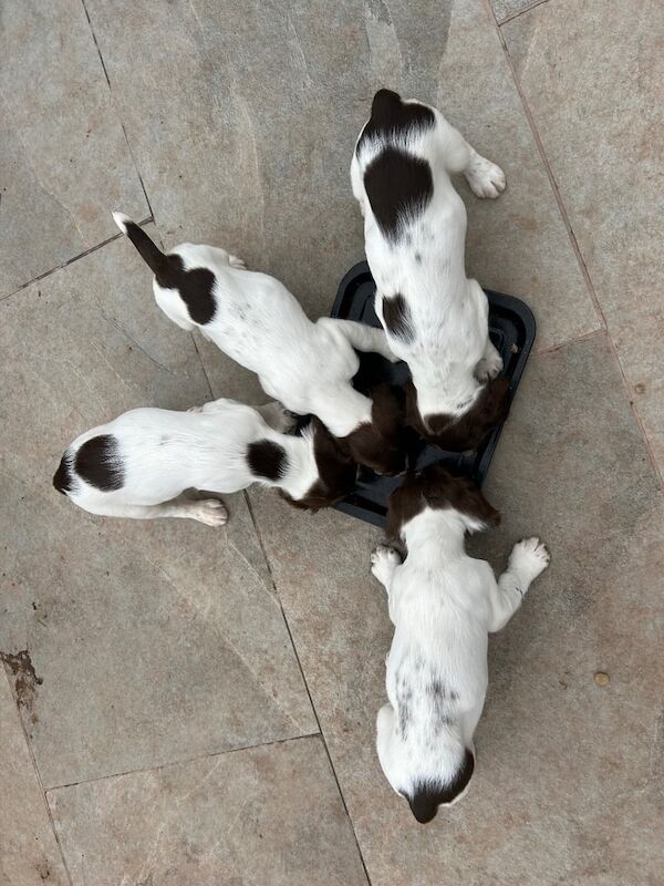 Springer Spaniel puppies for sale in Chepstow / Cas-Gwent, Gwent – 8 weeks old