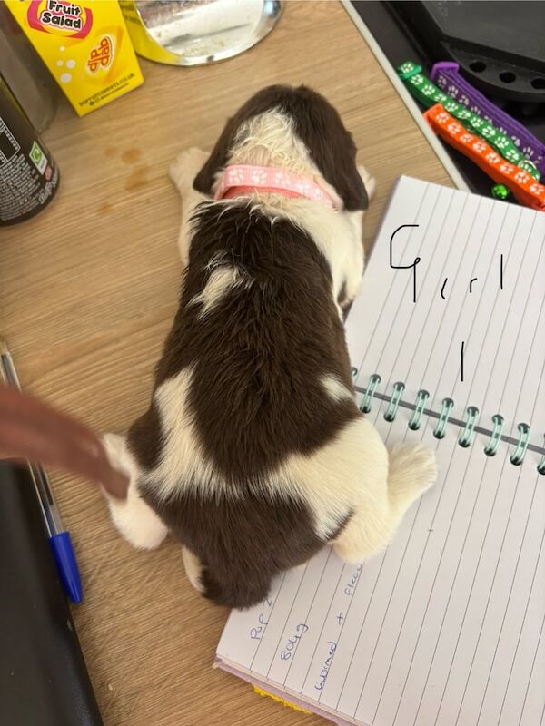 Springer Spaniel puppies for sale in Abergavenny / Y Fenni, Gwent – 4 weeks old