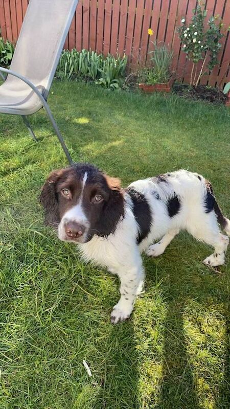 Springer Spaniel Puppies For Sale