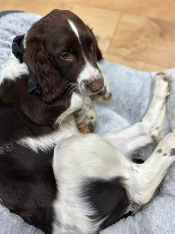 5 Month‑Old Puppy Looking for a Loving New Home - Image 2 of 3
