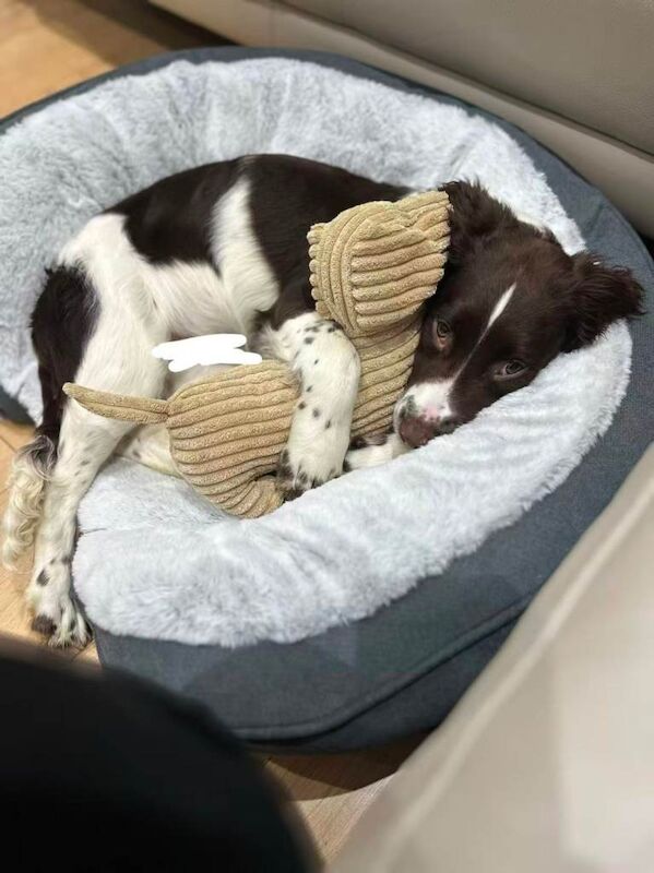 5 Month‑Old Puppy Looking for a Loving New Home - Image 3 of 3