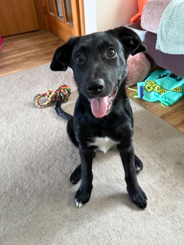 6 Month Old Springador