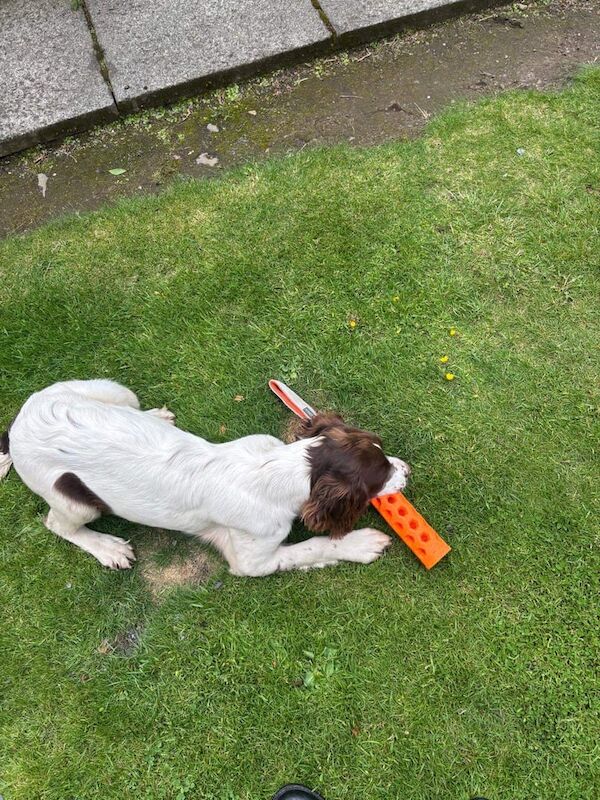 Springer Spaniel puppies for sale in Lochgelly, Fife ā 5 months old