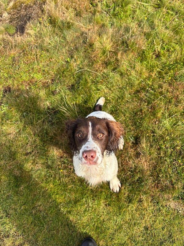 Springer Spaniel puppies for sale in Lochgelly, Fife – 5 months old - Image 2 of 3