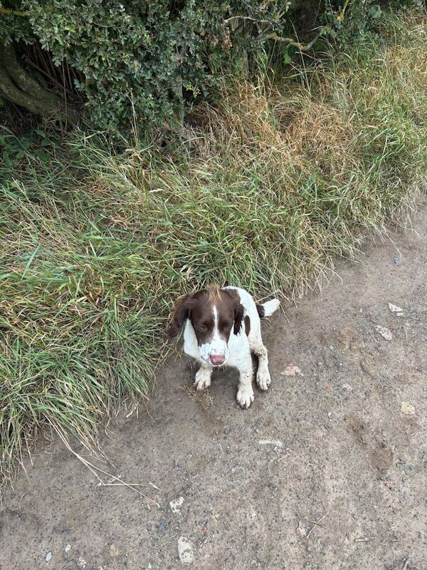 Springer Spaniel puppies for sale in Lochgelly, Fife – 5 months old - Image 3 of 3