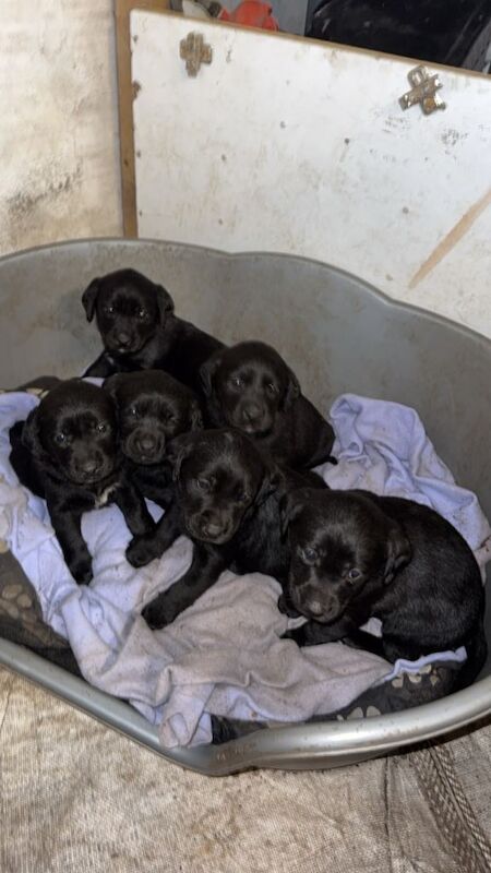 6 puppy’s (springador)