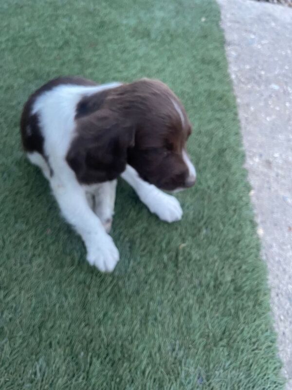 Springer Spaniel Puppies For Sale Under £1,000