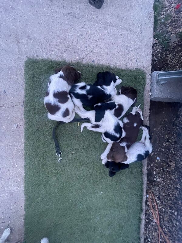 7 English Springer spaniel puppies - Image 2 of 3