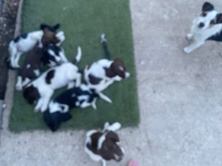7 English Springer spaniel puppies - Image 3 of 3