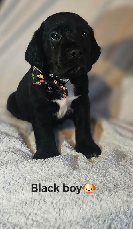️ 7 springador puppies ️ - Image 2 of 3
