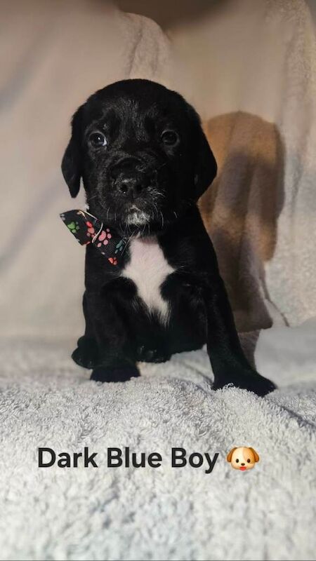 ️ 7 springador puppies ️ - Image 3 of 3