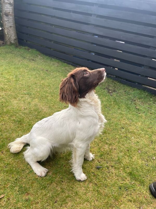 Springer Cross Cockapoo 8 Month Old Springer Spaniel Bitch For Sale in Glasgow | Springer ...