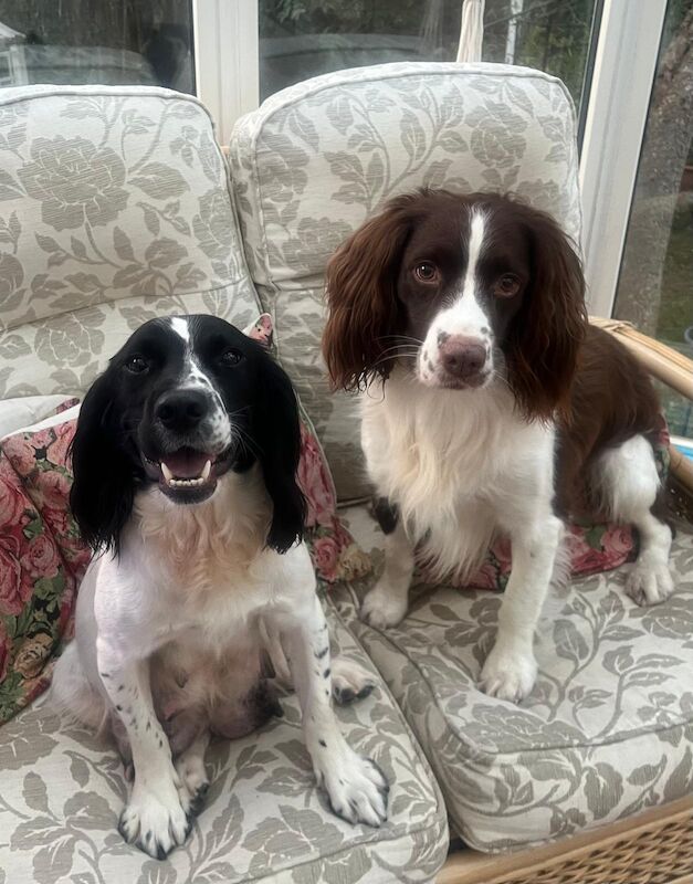 8 Pedigree springer spaniel puppies for sale in Colchester, Essex | Image 2