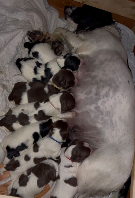 8 Pedigree springer spaniel puppies for sale in Colchester, Essex | Image 3