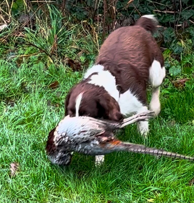 8 Pedigree springer spaniel puppies for sale in Colchester, Essex | Image 4