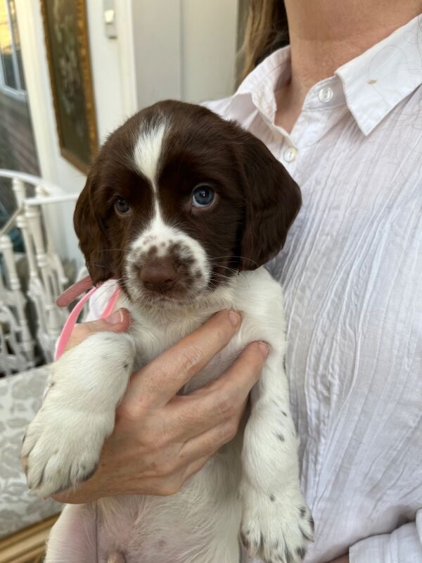 Springer Spaniel puppies for sale in Colchester, Essex – KC registered, 10 months old - Image 5 of 8