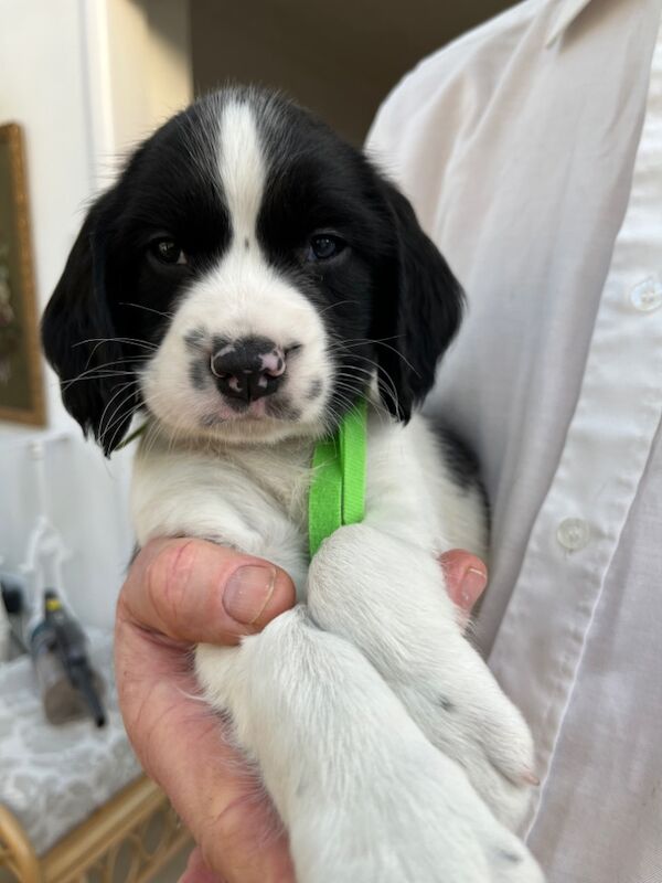 Springer Spaniel puppies for sale in Colchester, Essex – KC registered, 10 months old - Image 6 of 8