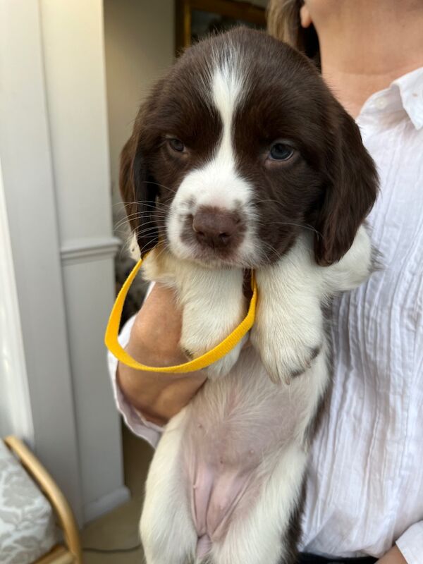 Springer Spaniel puppies for sale in Colchester, Essex – KC registered, 10 months old - Image 7 of 8