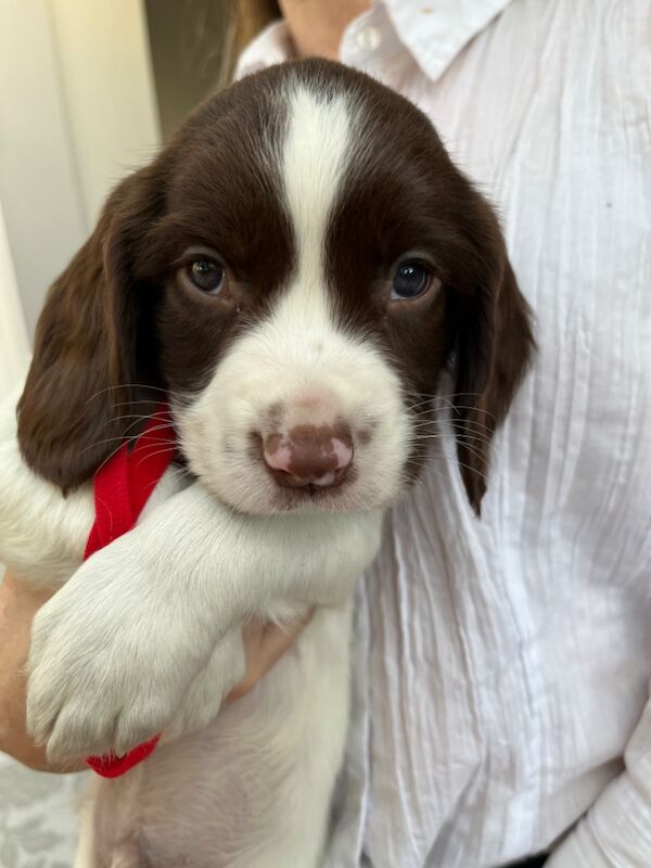Springer Spaniel puppies for sale in Colchester, Essex – KC registered, 10 months old - Image 8 of 8
