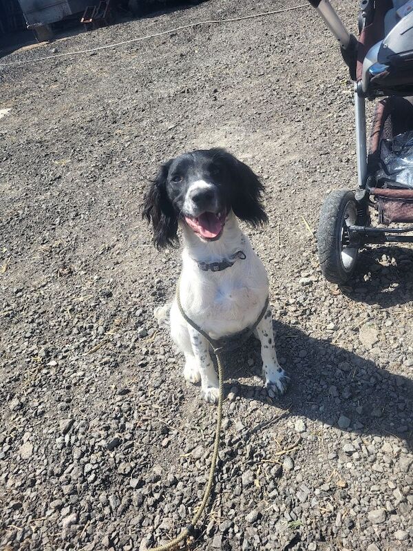 Kennel Club Registered Springer Spaniel Puppies For Sale