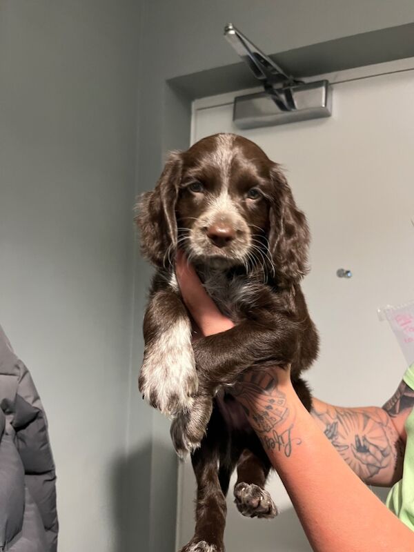 Springer Spaniel puppies for sale in Gravesend, Kent – 9 weeks old