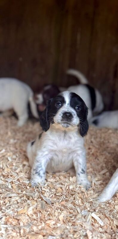 Springer Spaniel puppies for sale in Bodorgan, Isle of Anglesey – 9 weeks old