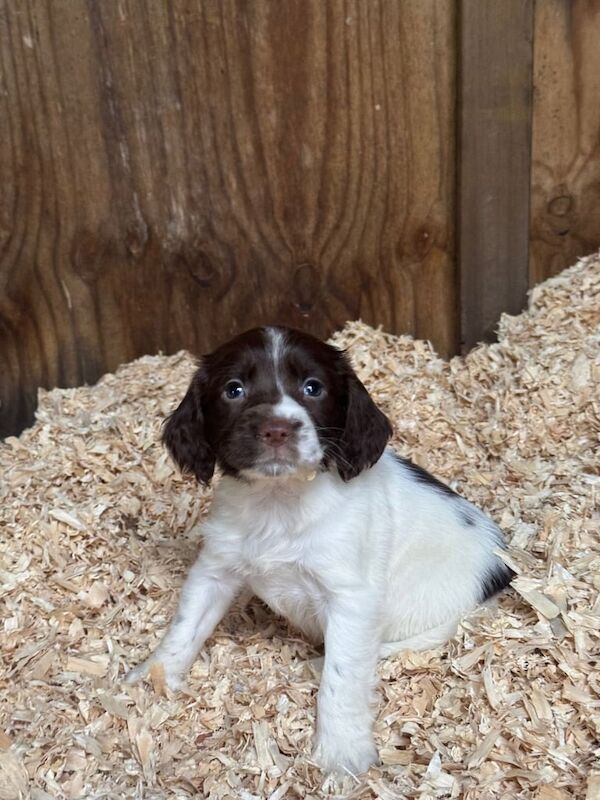 Springer Spaniel puppies for sale in Bodorgan, Isle of Anglesey – 9 weeks old - Image 2 of 3