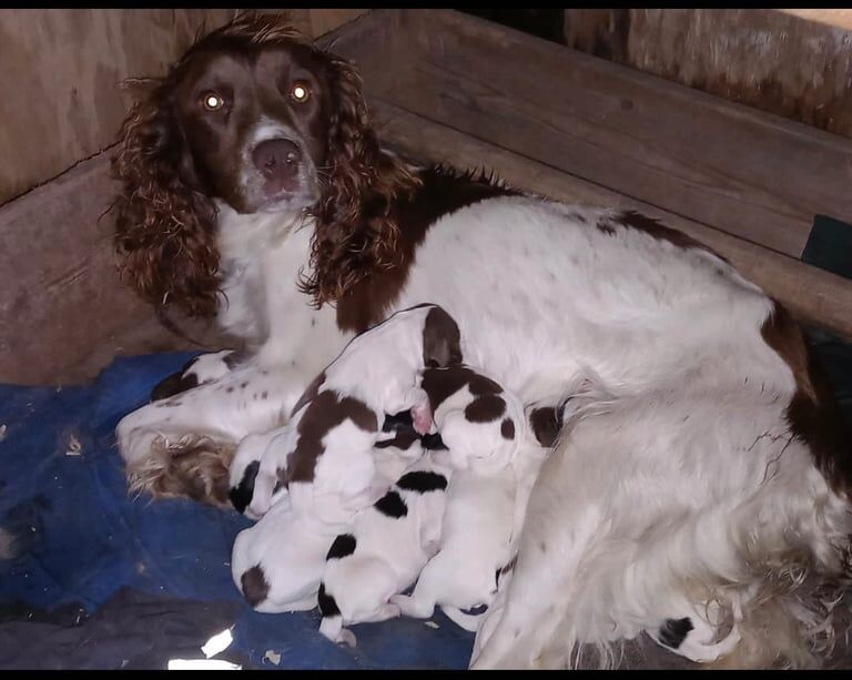 Springer Spaniel puppies for sale in Bodorgan, Isle of Anglesey – 9 weeks old - Image 3 of 3
