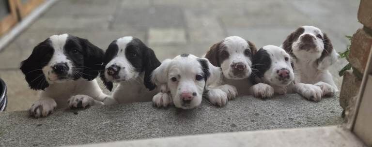 Adorable wee springer pups