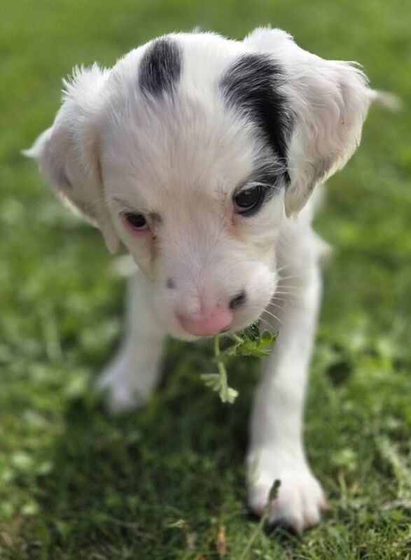 Adorable wee springer pups - Image 2 of 4