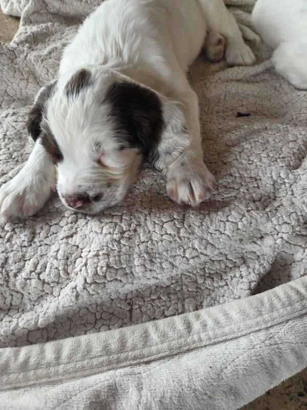 Adorable wee springer pups - Image 3 of 4