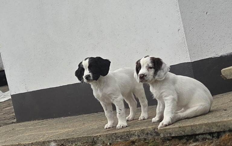 Adorable wee springer pups - Image 4 of 4