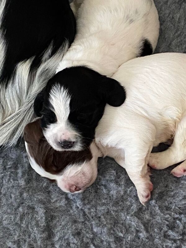 Springer Spaniel puppies for sale in Stowmarket, Suffolk – 3 weeks old