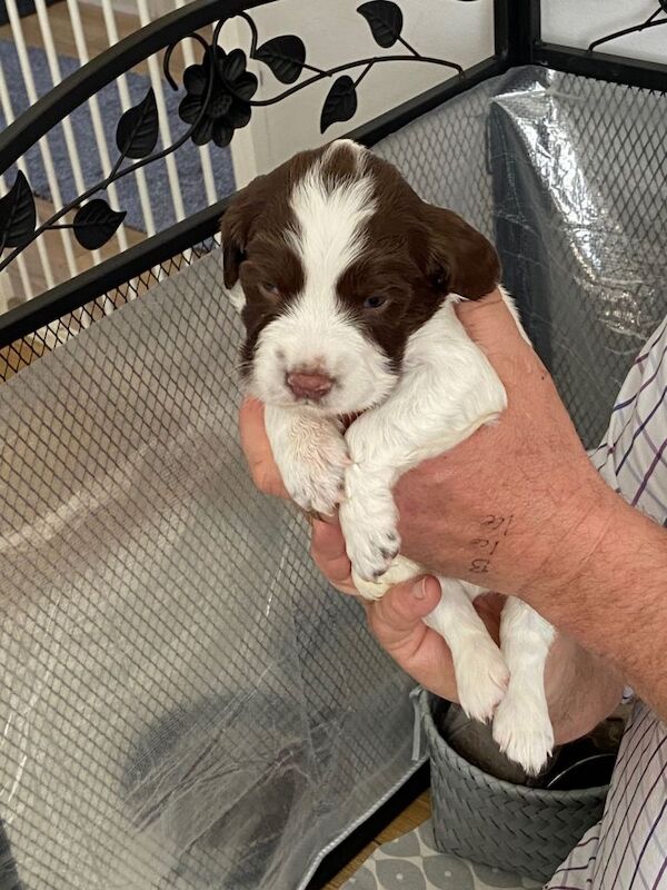 Springer Spaniel puppies for sale in Stowmarket, Suffolk – 3 weeks old - Image 4 of 4