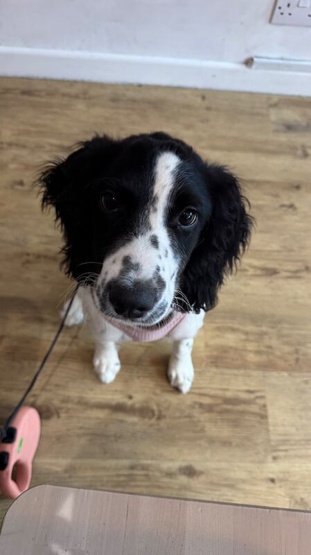 Springer Spaniel puppies for sale in Camborne, Cornwall – 4 months old