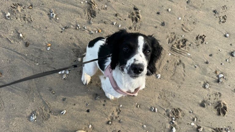 Springer Spaniel puppies for sale in Camborne, Cornwall – 4 months old - Image 2 of 4