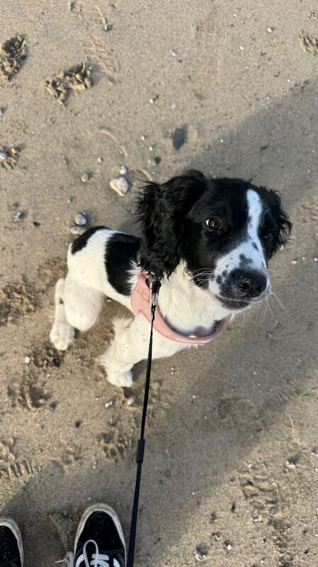 Springer Spaniel puppies for sale in Camborne, Cornwall – 4 months old - Image 3 of 4