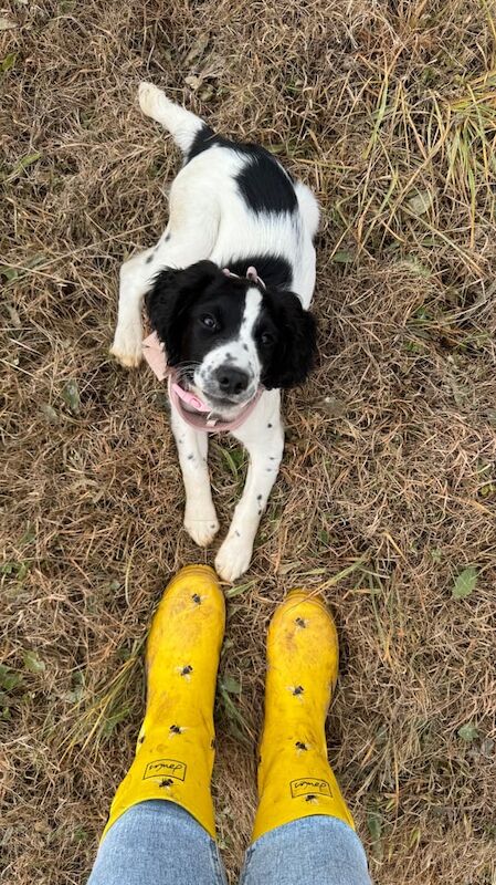 Springer Spaniel puppies for sale in Camborne, Cornwall – 4 months old - Image 4 of 4